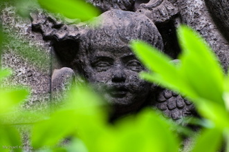 St. Pauli Friedhof - Dresden