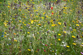 Ohlsdorf-118.jpg