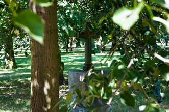 dessau-11.jpg