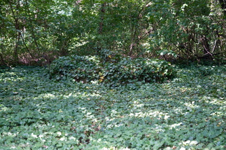 halle-3.jpg